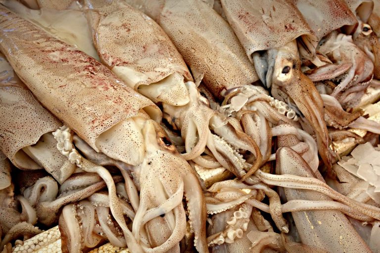 Squids On Display