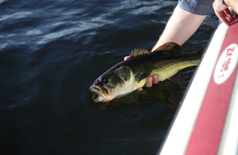Smallmouth Bass