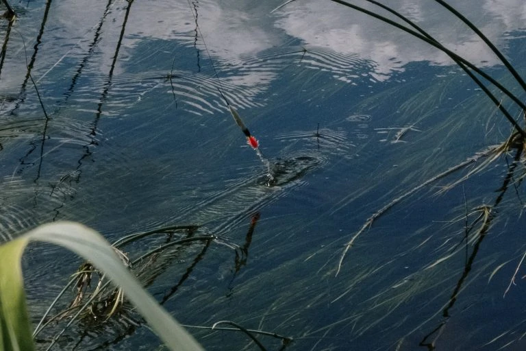 Lure on a Weedy Part of Water