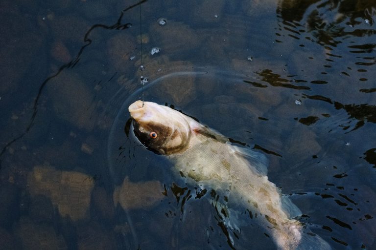 Fish Hooked on a Line