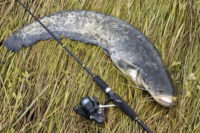 Catfish and Fishing Rod Placed on Grass