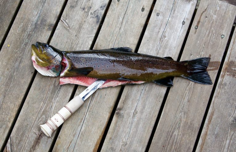Fish Cut Open with a Knife