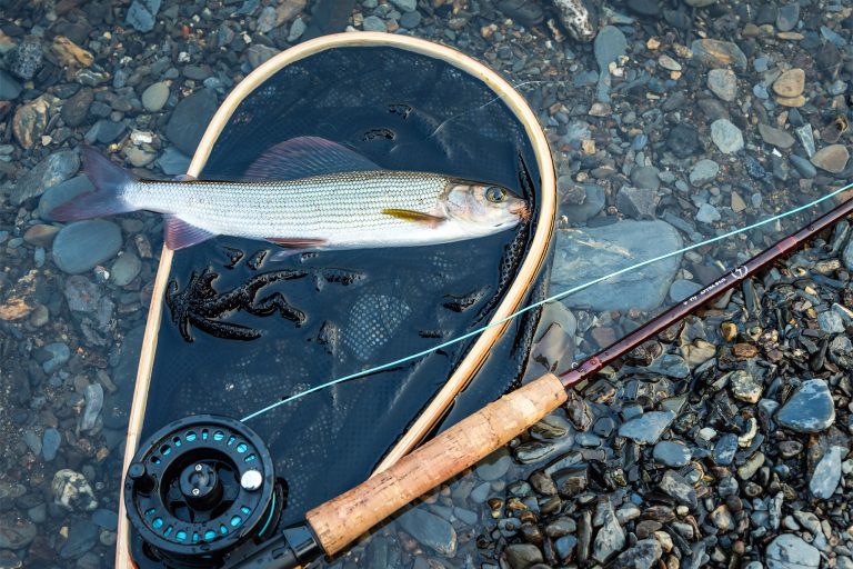 Fish and Fly Rod Placed on Shallow Water