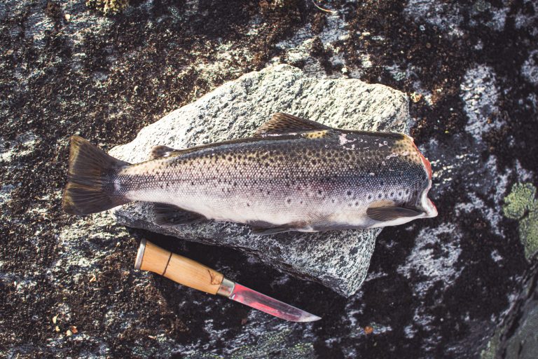 Knife and Fish On Top of a Rock