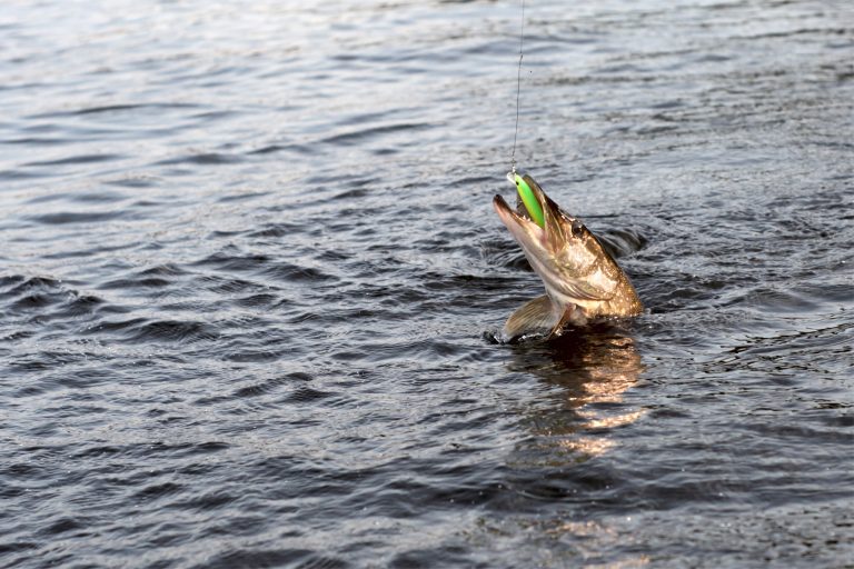 Pike Caught on a Lure
