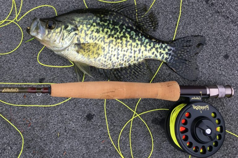 Bass with Fly Rod