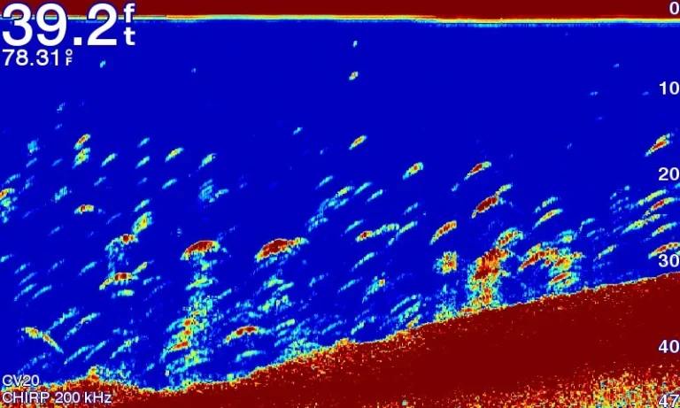 sonar image