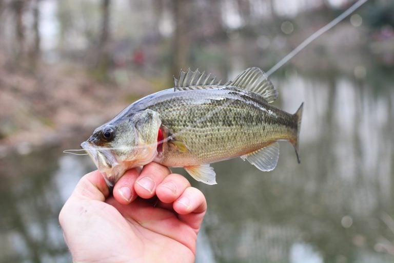Small Bass Caught with Line