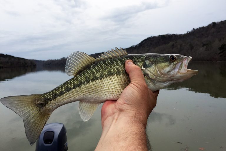 Spotted Bass Held with One Hand