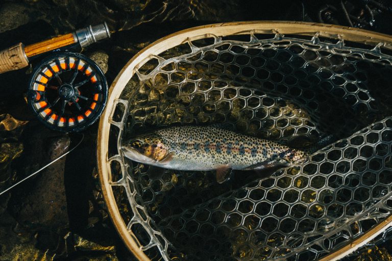 Trout on a Net