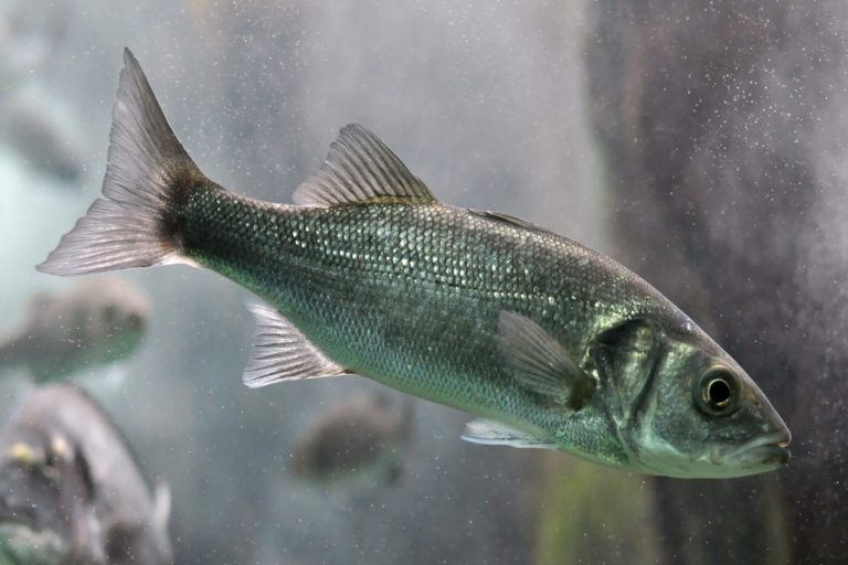 Dicentrarchus_labrax (European Bass)