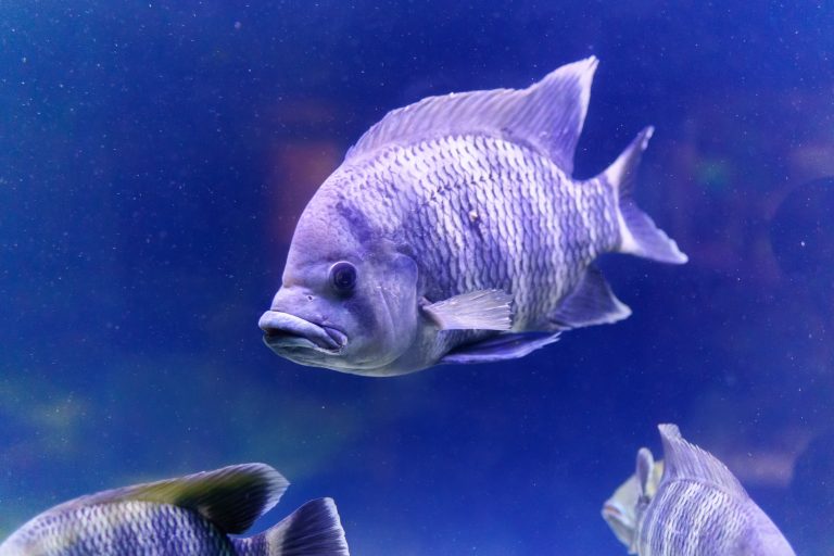 picture of fish in water