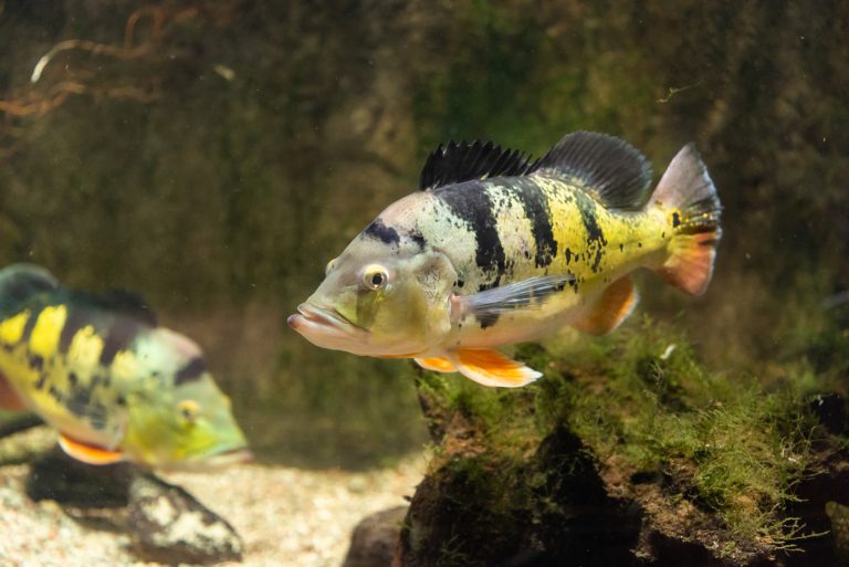 Peacock Bass Swimming