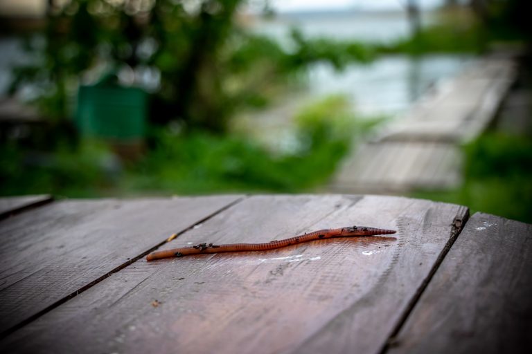 close up of an earthworm on a table