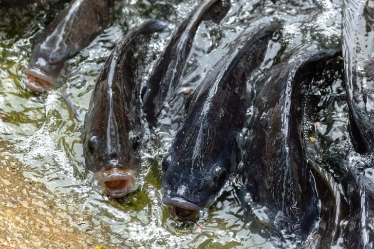 multiple fish coming out of the water