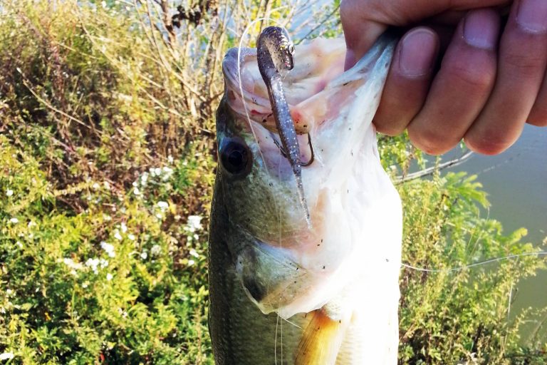 Bass Held by the Mouth