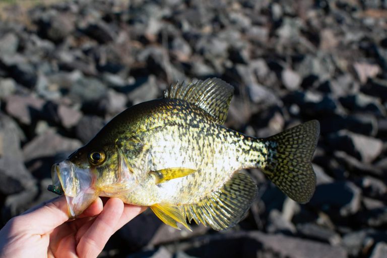 Crappie